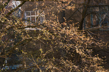 Окно / Начало весны, первая листва и цвет на фоне окон
