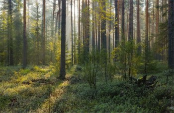 Весна в бору / "Дышите полной грудью, господа..."