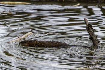 &nbsp; / This muskrat was swimming across the pond to get some more food