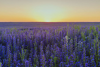 Цветение синяка / Раздолье для пчёл