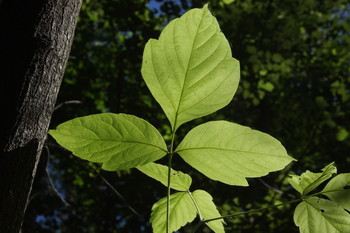 Зеленые листья / москва