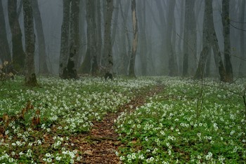 Тропинка в лесу / Туманное утро