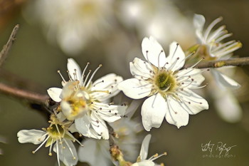 &nbsp; / Schwardornblüten im Frühling