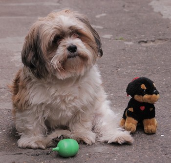 &nbsp; / a very cute dog and his toy-good against boring quarantine