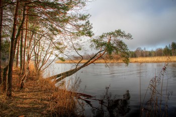 У реки / Сосна