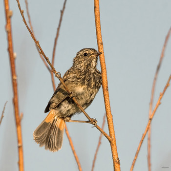 &nbsp; / Слёток варакушки (Luscinia svecica)