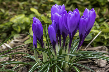  / This clump of purple crocus were absolutely gorgeous in the sun