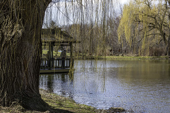  / This beautiful park had large willow trees all around it