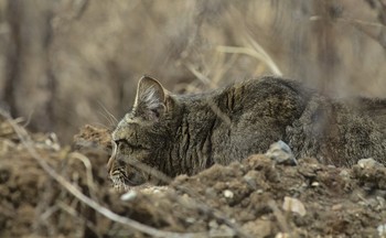 хищник / Город Лесной, 11 апреля 2020 года от Р. Х.