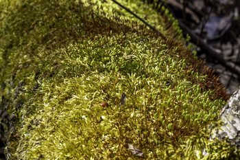 &nbsp; / This sun lite moss sure is full of a lot of Detail