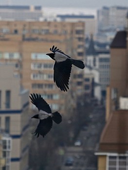 полет / Москва , жизнь за окном