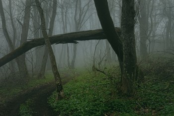 Тропа в лесу / Туманное утро