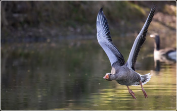 &nbsp; / Geese
In the biological systematics of birds, geese are a subfamily of ducks. The term goose for this group of birds is relatively old. The term goose was already used in Old High German and Middle High German. Comparative analyses with other Indo-Germanic languages suggest that both the German term gans and the Latin term anser, which is now the generic term for field geese, derive from the sound of the hissing geese.
 Wikipedia
Higher classification: Duck birds