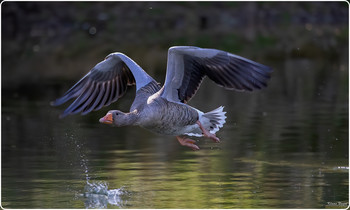 &nbsp; / Geese
In the biological systematics of birds, geese are a subfamily of ducks. The term goose for this group of birds is relatively old. The term goose was already used in Old High German and Middle High German. Comparative analyses with other Indo-Germanic languages suggest that both the German term gans and the Latin term anser, which is now the generic term for field geese, derive from the sound of the hissing geese.
Wikipedia
Higher classification: Duck birds