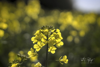 &nbsp; / Die Rapsblüte beginnt.