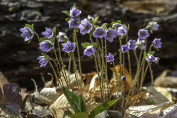 &nbsp; / These beautiful yet tiny wild flowers were growing in the forest