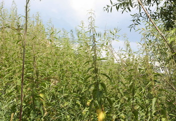 Река в дымке / Luszhki-village, Istra-district, Moscow region, Russia