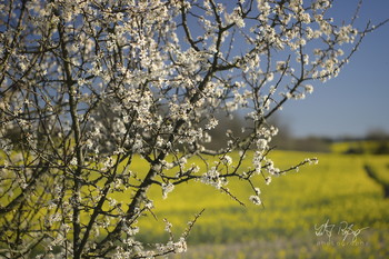 &nbsp; / Schwarzdorn vor einem Rapsfeld