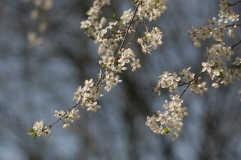 весна / весна