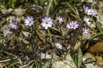 &nbsp; / These pretty wild flowers were along the trail in the bush