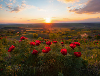 Ставропольские пионы / Цветёт пион узколистный, или пион воронец (лат. Paeonia tenuifolia). Занесён в Красную книгу России.
Весенняя степь. Ставропольская возвышенность, гора Брык. 
Конец апреля, 2020. 
Фотопроект «Открывая Ставрополье».