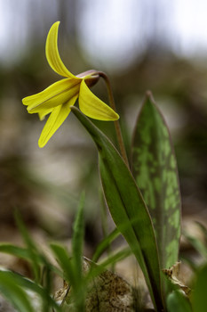 &nbsp; / This beautiful yellow spring wildflower was all through the woods