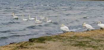 лебеди на озере / г НОВОЛУКОМЛЬ
