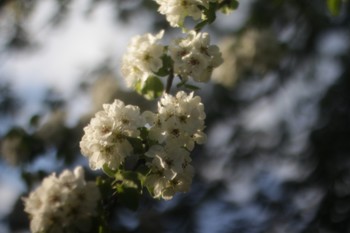 весна / весна