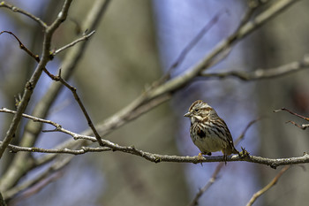&nbsp; / This small Savanah Sparrow was enjoying a sunny spring day