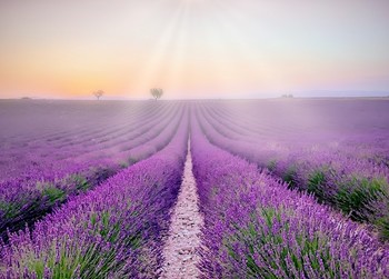 Provence ... / франция,поле,лаванда
