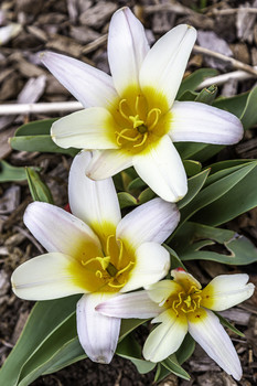  / These pretty and tiny tulips were quite unusual to me