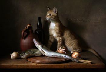 В дозоре / Классический натюрморт с котом