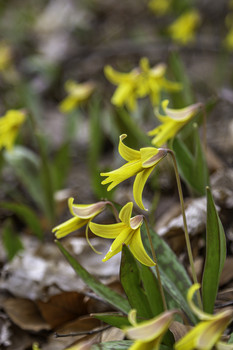  / There was a whole mass of Trout Lilies in this forest