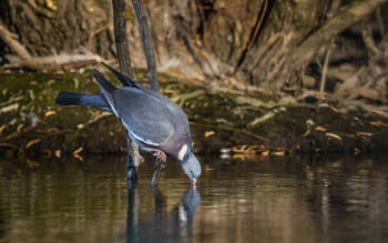 Вяхирь на водопое... / Вяхирь (лат. Columba palumbus, лесной голубь, витютень) – крупнейший представитель рода голубей.