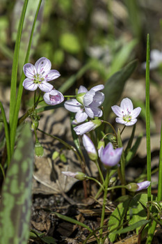 &nbsp; / These pretty little wildflowers were very delicate looking