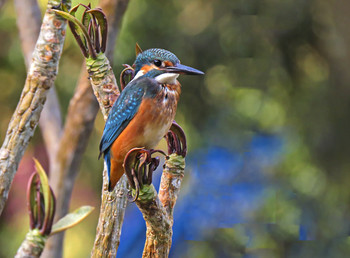 Обыкновенный зимородок (Common Kingfisher) / Обыкновенный зимородок (Common Kingfisher)