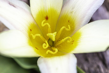 &nbsp; / This is the center of a yellow and white tulip