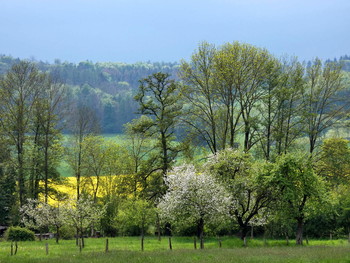 &nbsp; / die Raps-Blüte bringt Gelb in die Landschaft