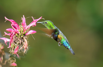 Green-throated Carib / Изумрудная Антила (Eulampis holosericeus) 
Из особенностей этой птицы стоит отметить , что Green-throated carib способен летать вверх ногами ))
