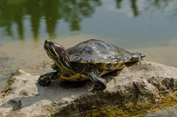 Красноухая черепаха / У красноухой черепахи хорошо развиты зрение и обоняние. В противоположность зрению, слух развит слабо. Однако красноухие черепахи очень неплохо ориентируются по слуху и скрываются в воде при каком-либо шорохе.