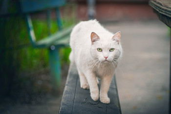 Кот, который гуляет сам по себе / ***