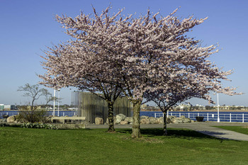 &nbsp; / Spring by the river in Sarnia Ontario is beautiful with all these cherry blossoms