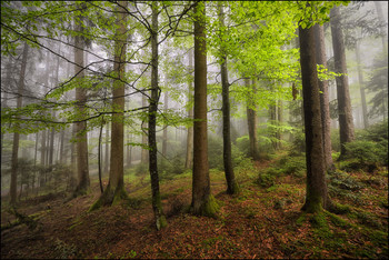 &nbsp; / Regen und Nebel