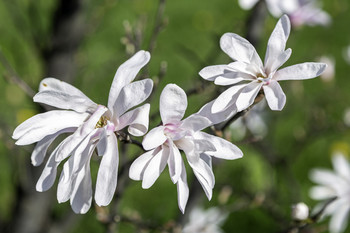 &nbsp; / This bush was full of beautiful white magnolia blooms