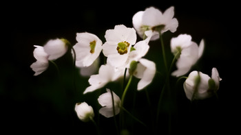 &nbsp; / Гелиос 40 -2