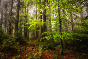 Waldweg / Maiwald