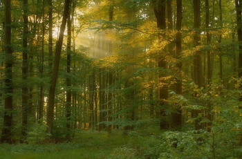 Позолота.. / Утренний лесной пейзаж .