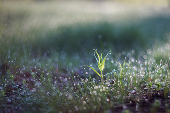 Про весеннее утро и росу на траве / Гелиос 40-2С 85mm f/1.5