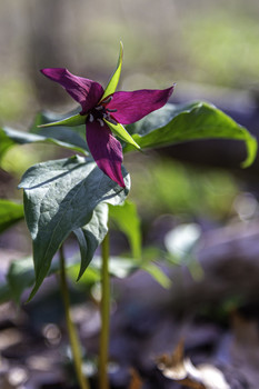  / This red Trillium was one of a few in this spot in the woods