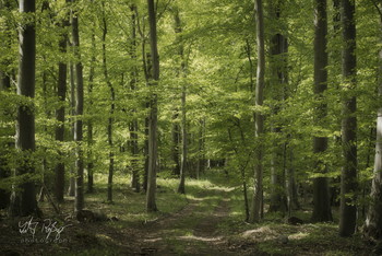 &nbsp; / Ein Waldspaziergang.